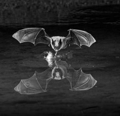 Bats03.jpg