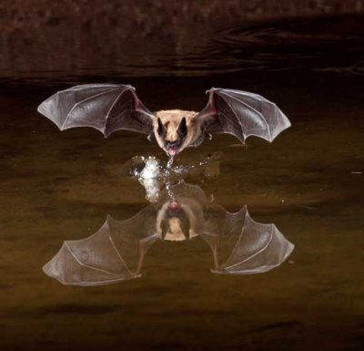 Bats04.jpg