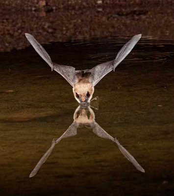 Bats05.jpg
