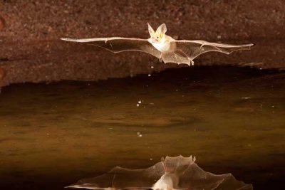 bats