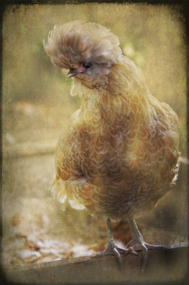 la poule de giverny.jpg