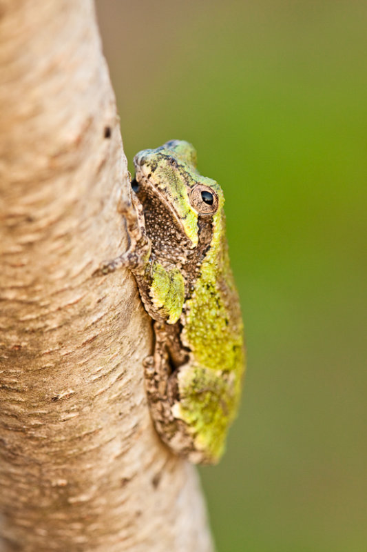 _MG_5426.jpg - Tree frog.