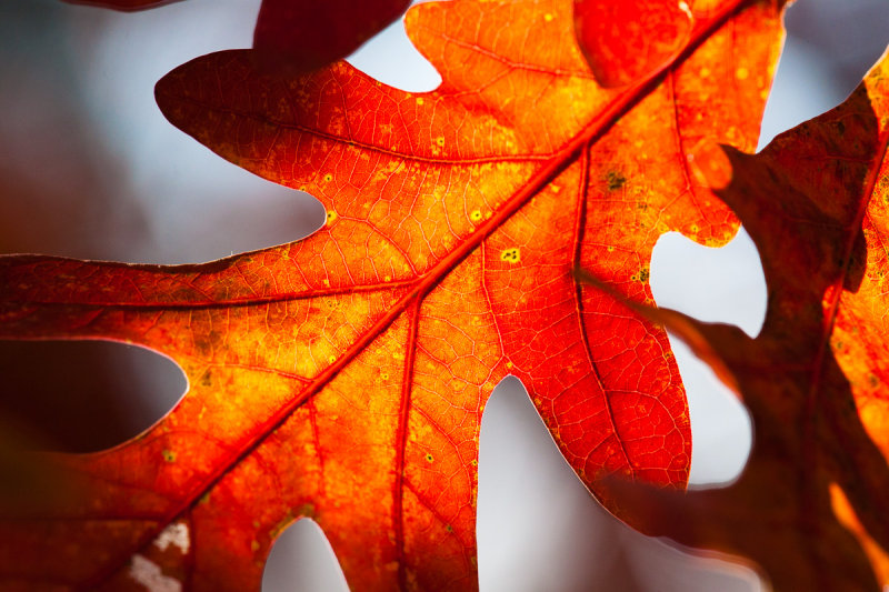 _MG_9670.jpg - oak leaf