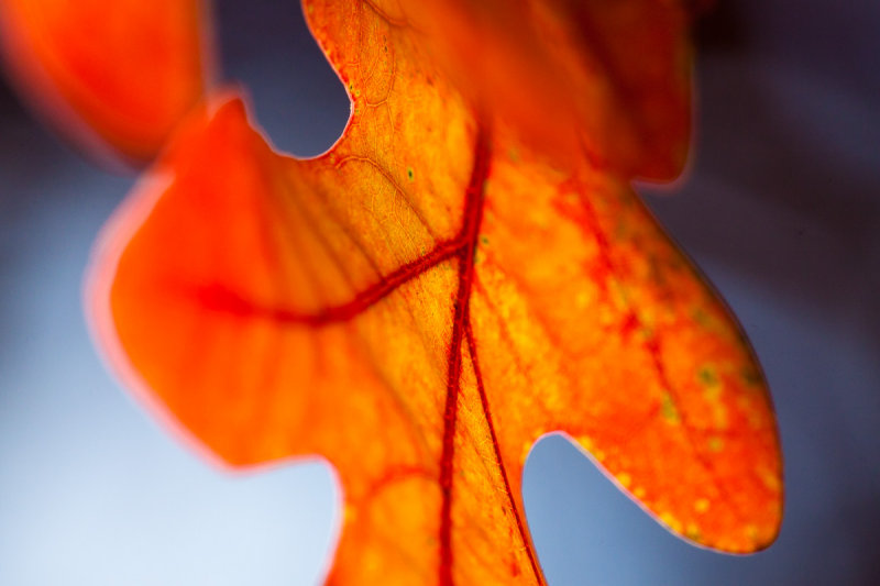 _MG_9611.jpg -red