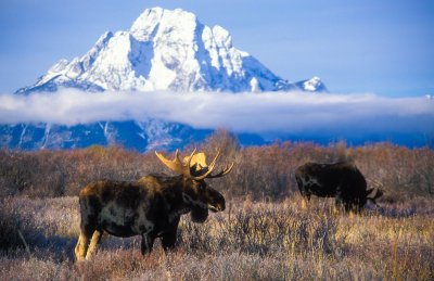 Bull Moose Fight