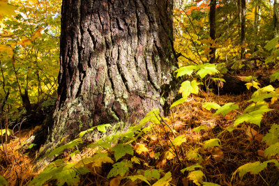 g9/75/936575/3/121451617.QeKyBcEN.jpg