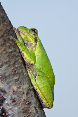 _MG_5402.jpg - Tree frog.