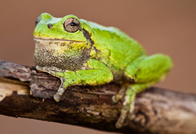 _MG_5447.jpg = Male tree frog