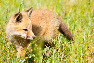 _MG_0752.jpg -Red fox kit