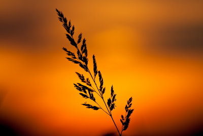 _MG_5344.jpg - Grass silhouetted at sunset