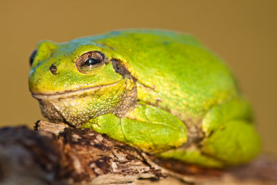 _MG_5645.jpg - Tree frog