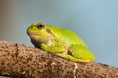 _MG_5689.jpg - Tree frog