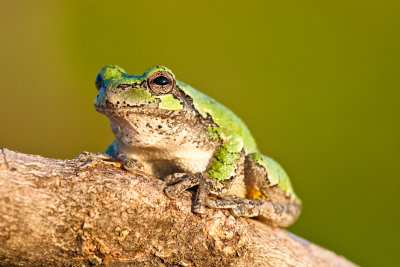 _MG_5722.jpg - Tree frog