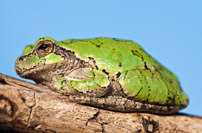_MG_5568.jpg - Tree frog