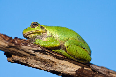 _MG_5628.jpg - Tree frog