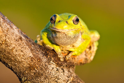 _MG_5798.jpg - Tree frog