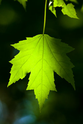 _MG_6721.jpg - Maple leaf.