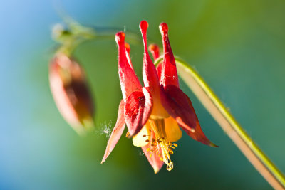 _MG_8416.jpg - Columbine flowers