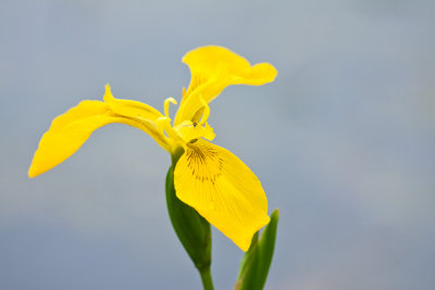 _MG_8904.jpg - Yellow iris