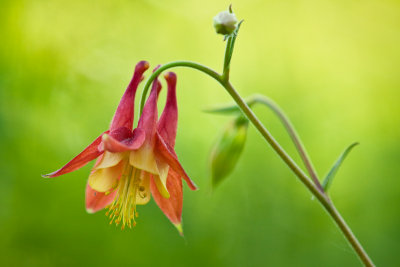 _MG_9402.jpg - Red columbine