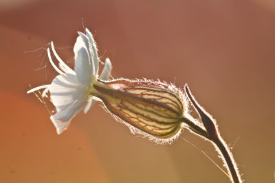 _MG_9615.jpg - White campion