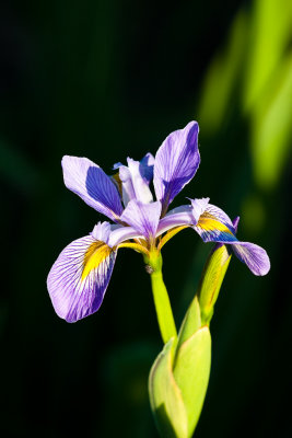 _MG_8541.jpg - Blue flag iris