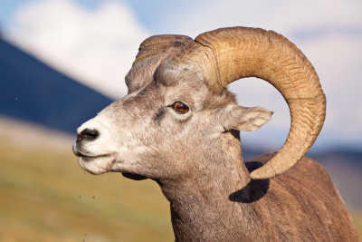 _MG_4000.jpg - Bighorn ram