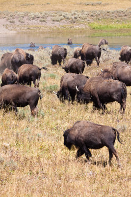 _MG_5965.jpg - American bison