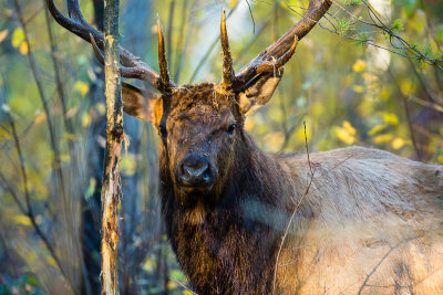 Wisconsin elk