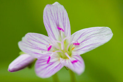 Wild flowers