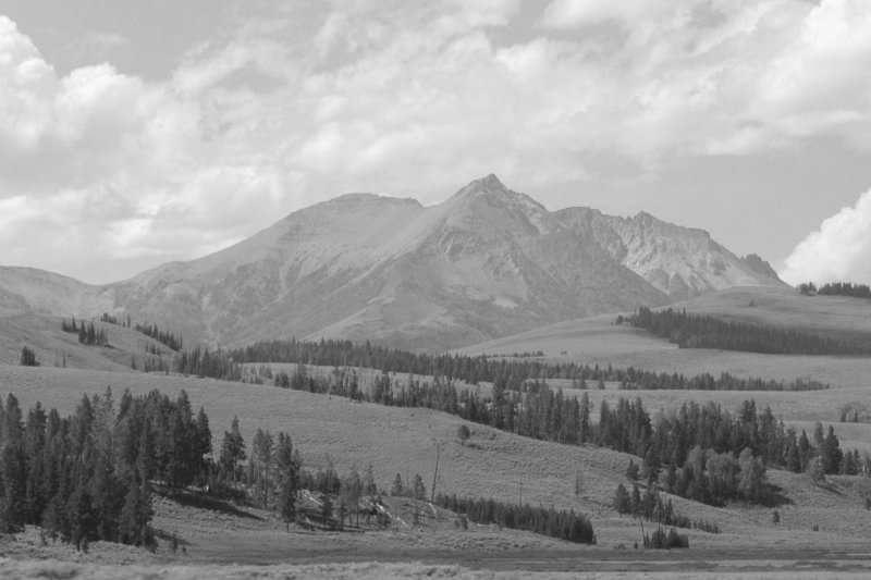 Timeless Sage