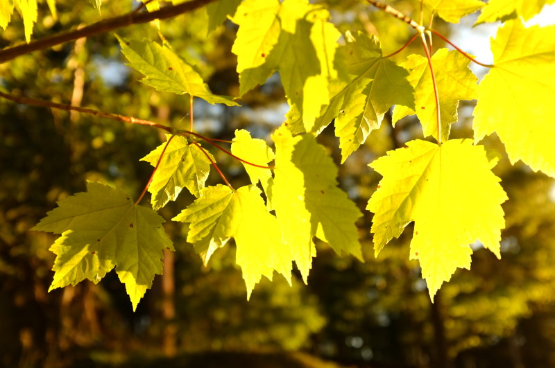 Golden Leaves