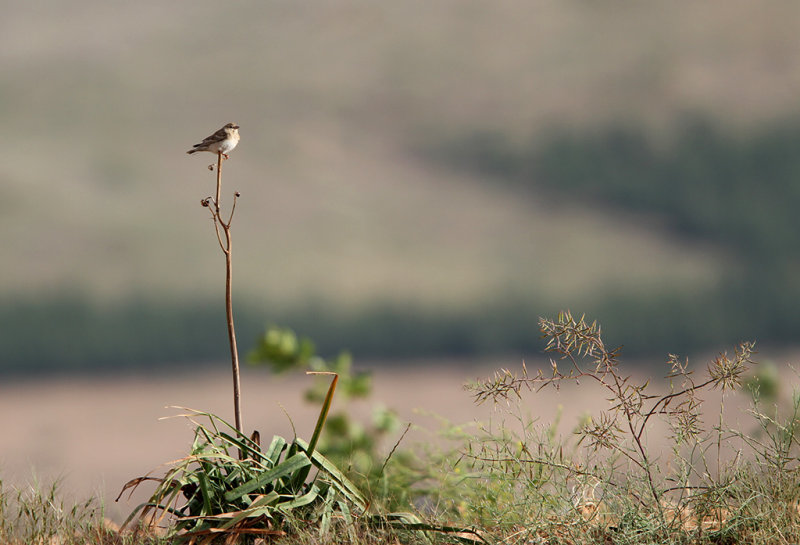 Pale Rocksparrow