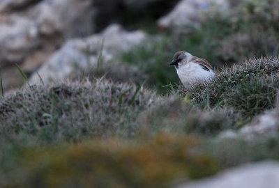 Snowfinch