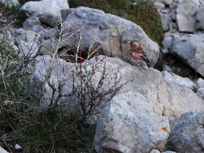 Crimson-Winged Finch, male