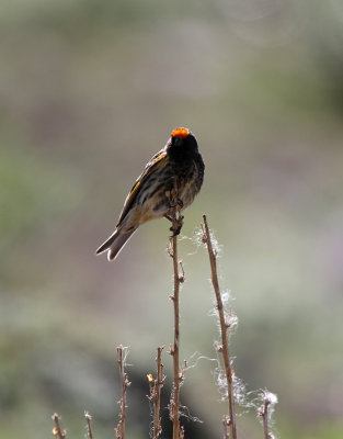 Red-Fronted Serin