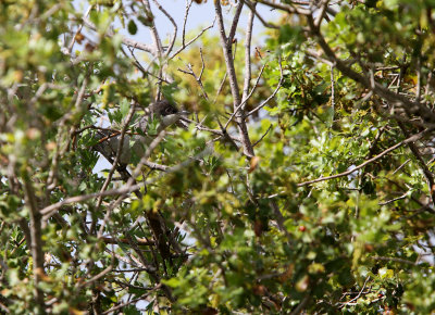 Eastern Orphean Warbler