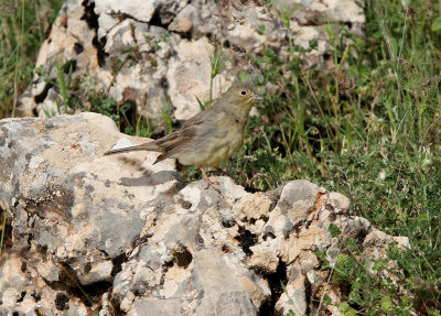 Cinereous Bunting, female