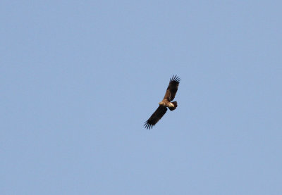 Lesser Spotted Eagle