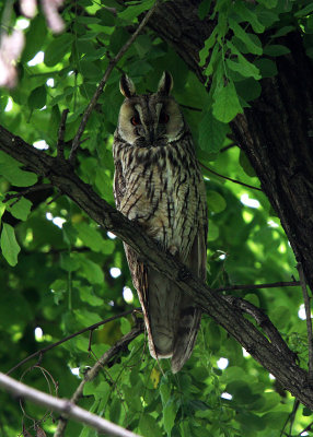 Long-eared Owl