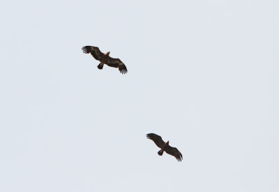 Steppe and Lesser Spotted Eagle