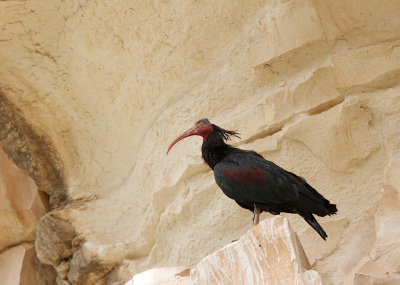 Bald Ibis