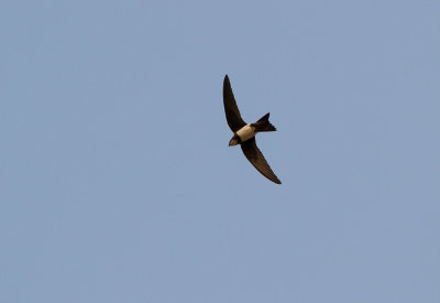Alpine Swift
