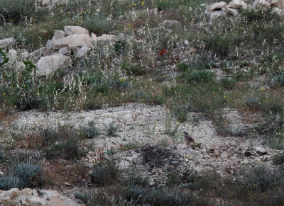 See-see Partridge