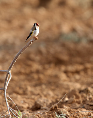 Goldfinch