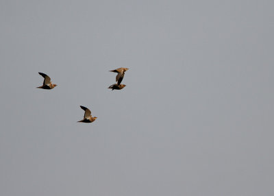 Black-bellied Sandgrouse