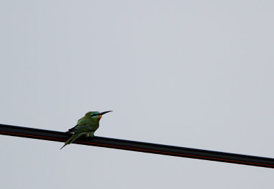 Blue-cheeked Bee-eater