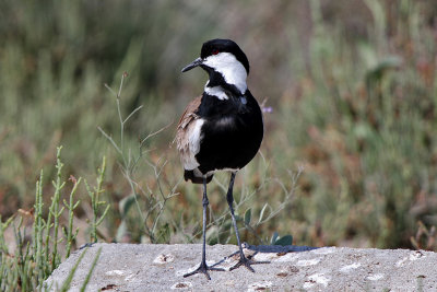 Spur-Winged Lapwing 