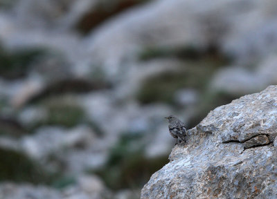 Alpine Accentor