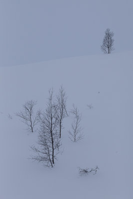 Trees on snowy hill